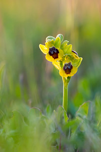 Ophrys lutea (Orchidaceae)  - Ophrys jaune Pyrenees-Orientales [France] 22/04/2013 - 260m