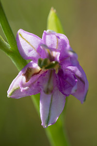 Ophrys scolopax (Orchidaceae)  - Ophrys bécasse Pyrenees-Orientales [France] 22/04/2013 - 30m