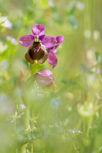 Ophrys tenthredinifera (Orchidaceae)  - Ophrys tenthrède Pyrenees-Orientales [France] 21/04/2013 - 270m