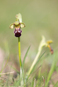 Ophrys vasconica (Orchidaceae)  - Ophrys de Gascogne, Ophrys du pays Basque Aude [France] 22/04/2013 - 480m