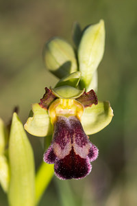 Ophrys vasconica (Orchidaceae)  - Ophrys de Gascogne, Ophrys du pays Basque Aude [France] 22/04/2013 - 500m