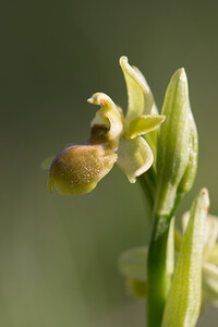 Ophrys virescens (Orchidaceae)  - Ophrys verdissant Aude [France] 22/04/2013 - 590m