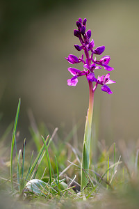 Orchis mascula (Orchidaceae)  - Orchis mâle - Early-purple Orchid Aude [France] 21/04/2013 - 660m