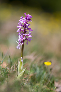 Orchis olbiensis (Orchidaceae)  - Orchis d'Hyères Aude [France] 21/04/2013 - 600m