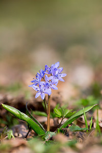 Scilla bifolia (Asparagaceae)  - Scille à deux feuilles, Étoile bleue - Alpine Squill Nord [France] 07/04/2013 - 60m