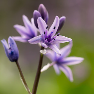 Tractema lilio-hyacinthus (Asparagaceae)  - Scille lis-jacinthe Aude [France] 23/04/2013 - 770m