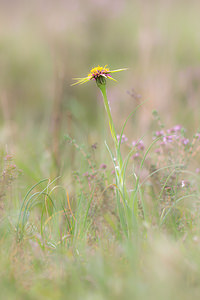 Tragopogon porrifolius (Asteraceae)  - Salsifis à feuilles de poireau, Salsifis du Midi - Salsify Aude [France] 25/04/2013 - 150m