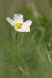 Anemone sylvestris (Ranunculaceae)  - Anémone sylvestre, Anémone sauvage - Snowdrop Anemone Aisne [France] 11/05/2013 - 150m