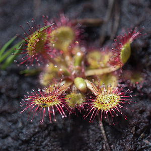 Drosera rotundifolia (Droseraceae)  - Rossolis à feuilles rondes, Droséra à feuilles rondes - Round-leaved Sundew Aisne [France] 11/05/2013 - 70m