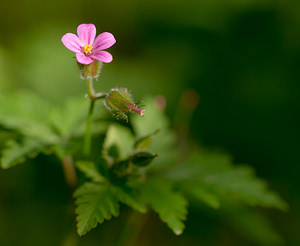 Geranium robertianum (Geraniaceae)  - Géranium herbe-à-Robert - Herb-Robert Aude [France] 01/05/2013 - 20m