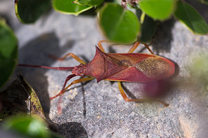 Gonocerus juniperi (Coreidae)  - Gonocère du genévrier - Juniper bug Aude [France] 01/05/2013 - 30m