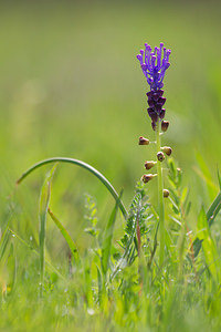 Muscari comosum (Asparagaceae)  - Muscari chevelu, Muscari à toupet, Muscari chevelu, Muscari à toupet - Tassel Hyacinth Aude [France] 01/05/2013 - 50m