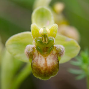 Ophrys bombyliflora (Orchidaceae)  - Ophrys bombyle Aude [France] 01/05/2013 - 40m