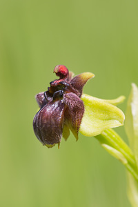 Ophrys bombyliflora (Orchidaceae)  - Ophrys bombyle Aude [France] 01/05/2013 - 40m