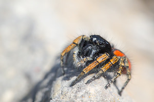 Philaeus chrysops (Salticidae)  - Saltique sanguinolent Aude [France] 01/05/2013 - 30m