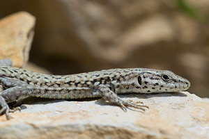 Podarcis liolepis (Lacertidae)  - Lézard catalan - Catalonian Wall Lizard Aude [France] 01/05/2013 - 20m