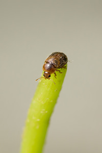 Rhyzobius chrysomeloides (Coccinellidae)  Nord [France] 26/05/2013 - 20m