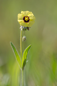 Tuberaria guttata (Cistaceae)  - Tubéraire tachetée, Hélianthème taché, Grille-midi, Hélianthème tacheté - Spotted Rock-rose Aude [France] 01/05/2013 - 50m