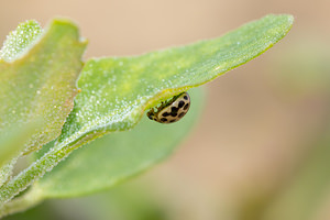 Tytthaspis sedecimpunctata (Coccinellidae)  - Coccinelle à 16 points - 16-spot Ladybird Nord [France] 26/05/2013 - 20m