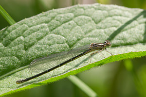 Coenagrion puella (Coenagrionidae)  - Agrion jouvencelle - Azure Damselfly Nord [France] 02/06/2013 - 40m