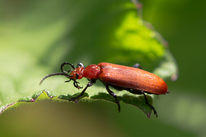 Pyrochroa serraticornis (Pyrochroidae)  - Mazarin des écorces, Cardinal à tête rouge - Common Cardinal Beetle Nord [France] 02/06/2013 - 40m
