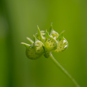 Ranunculus arvensis (Ranunculaceae)  - Renoncule des champs, Chausse-trappe des blés - Corn Buttercup Nord [France] 02/06/2013 - 40m