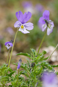 Viola hispida (Violaceae)  - Violette hispide, Violette de Rouen, Pensée de Rouen Nord [France] 02/06/2013 - 40mJardin botanique du conservatoire de Bailleul