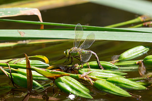 Anax imperator (Aeshnidae)  - Anax empereur - Emperor Dragonfly Nord [France] 21/07/2013 - 20m