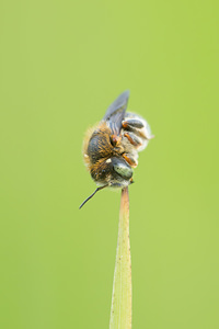 Anthidium punctatum (Megachilidae)  Marne [France] 07/07/2013 - 140m