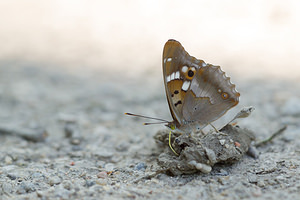 Apatura ilia (Nymphalidae)  - Petit Mars changeant, Petit Mars, Miroitant Marne [France] 07/07/2013 - 130m