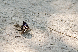 Apatura iris (Nymphalidae)  - Grand mars changeant - Purple Emperor Marne [France] 07/07/2013 - 130m