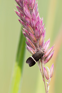 Aproaerema larseniella (Gelechiidae)  Nord [France] 14/07/2013
