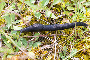 Arion rufus (Arionidae)  - Grande loche - Great Black Slug Meuse [France] 26/07/2013 - 340mforme noire: Arion ater