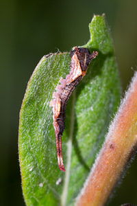 Cerura vinula (Notodontidae)  - Grande Queue-Fourchue - Puss Moth Nord [France] 14/07/2013 - 10m