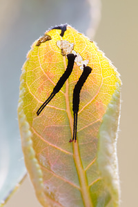 Cerura vinula (Notodontidae)  - Grande Queue-Fourchue - Puss Moth Nord [France] 14/07/2013 - 10m