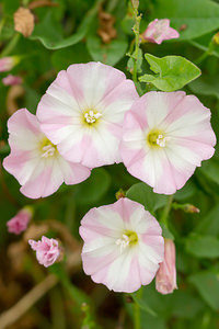 Convolvulus arvensis (Convolvulaceae)  - Liseron des champs, Vrillée, Petit liseron - Field Bindweed Marne [France] 05/07/2013 - 200m