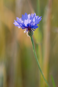 Cyanus segetum (Asteraceae)  - Bleuet des moissons, Bleuet, Barbeau - Cornflower Marne [France] 07/07/2013 - 150m