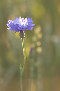 Cyanus segetum (Asteraceae)  - Bleuet des moissons, Bleuet, Barbeau - Cornflower Marne [France] 07/07/2013 - 140m