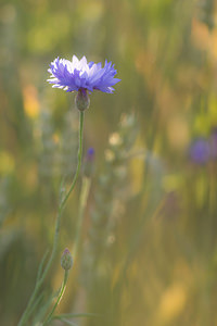 Cyanus segetum (Asteraceae)  - Bleuet des moissons, Bleuet, Barbeau - Cornflower Marne [France] 07/07/2013 - 140m
