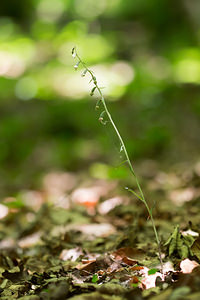 Epipactis microphylla (Orchidaceae)  - Épipactide à petites feuilles, Épipactis à petites feuilles Marne [France] 07/07/2013 - 160m