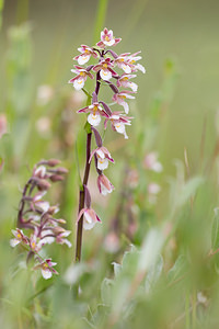 Epipactis palustris (Orchidaceae)  - Épipactis des marais - Marsh Helleborine Nord [France] 14/07/2013 - 10m