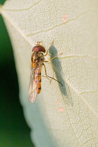 Episyrphus balteatus (Syrphidae)  - Syrphe ceinturé Pas-de-Calais [France] 21/07/2013 - 40m