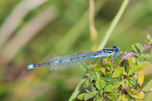 Erythromma lindenii (Coenagrionidae)  - Agrion de Vander Linden, Naïade de Vander Linden Meuse [France] 26/07/2013 - 340m