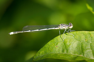 Erythromma lindenii (Coenagrionidae)  - Agrion de Vander Linden, Naïade de Vander Linden Meuse [France] 26/07/2013 - 340m