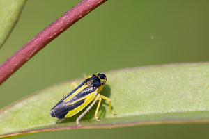 Evacanthus interruptus (Cicadellidae)  Nord [France] 14/07/2013 - 10m