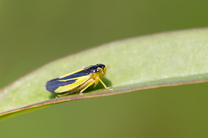 Evacanthus interruptus (Cicadellidae)  Nord [France] 14/07/2013 - 10m
