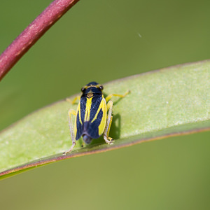 Evacanthus interruptus (Cicadellidae)  Nord [France] 14/07/2013 - 10mm?le (la femelle a les ?lytres plus courts que l'abdomen)