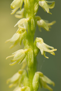 Herminium monorchis (Orchidaceae)  - Herminium à un seul tubercule, Orchis musc, Herminium clandestin - Musk Orchid Nord [France] 14/07/2013