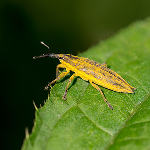 Lixus paraplecticus (Curculionidae)  - Charançon à dents de sabre Pas-de-Calais [France] 21/07/2013 - 40m