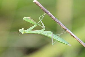 Mantis religiosa (Mantidae)  - Mante religieuse - Praying Mantis Meuse [France] 26/07/2013 - 330m